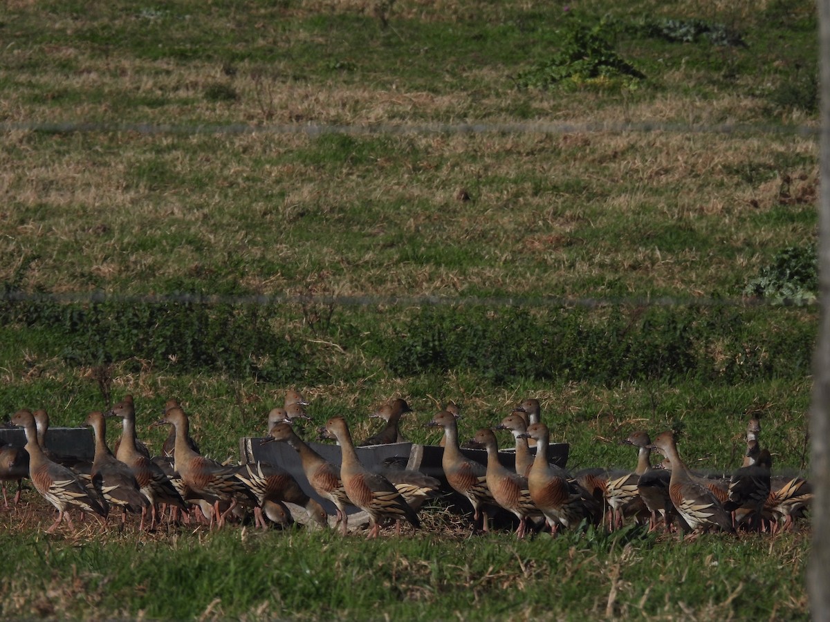 Plumed Whistling-Duck - ML608671007