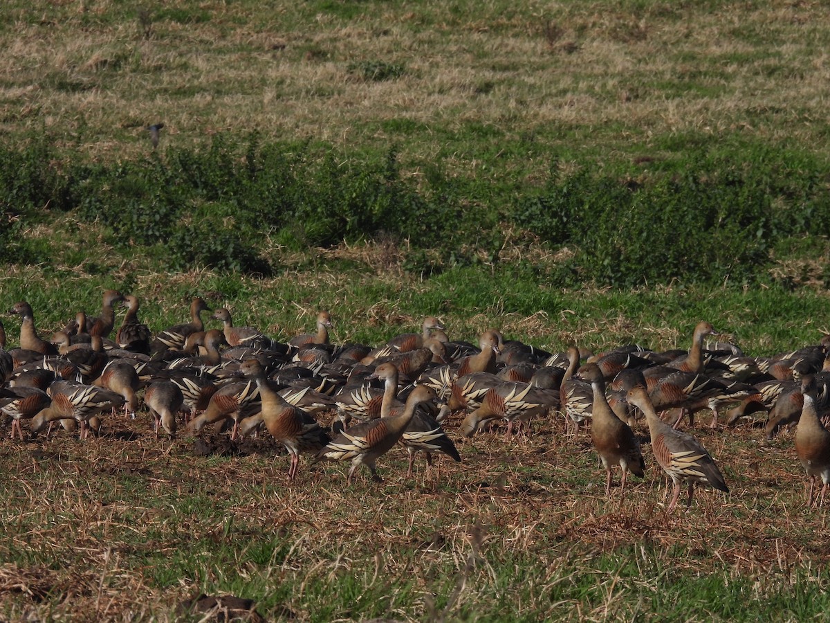 Plumed Whistling-Duck - ML608671008