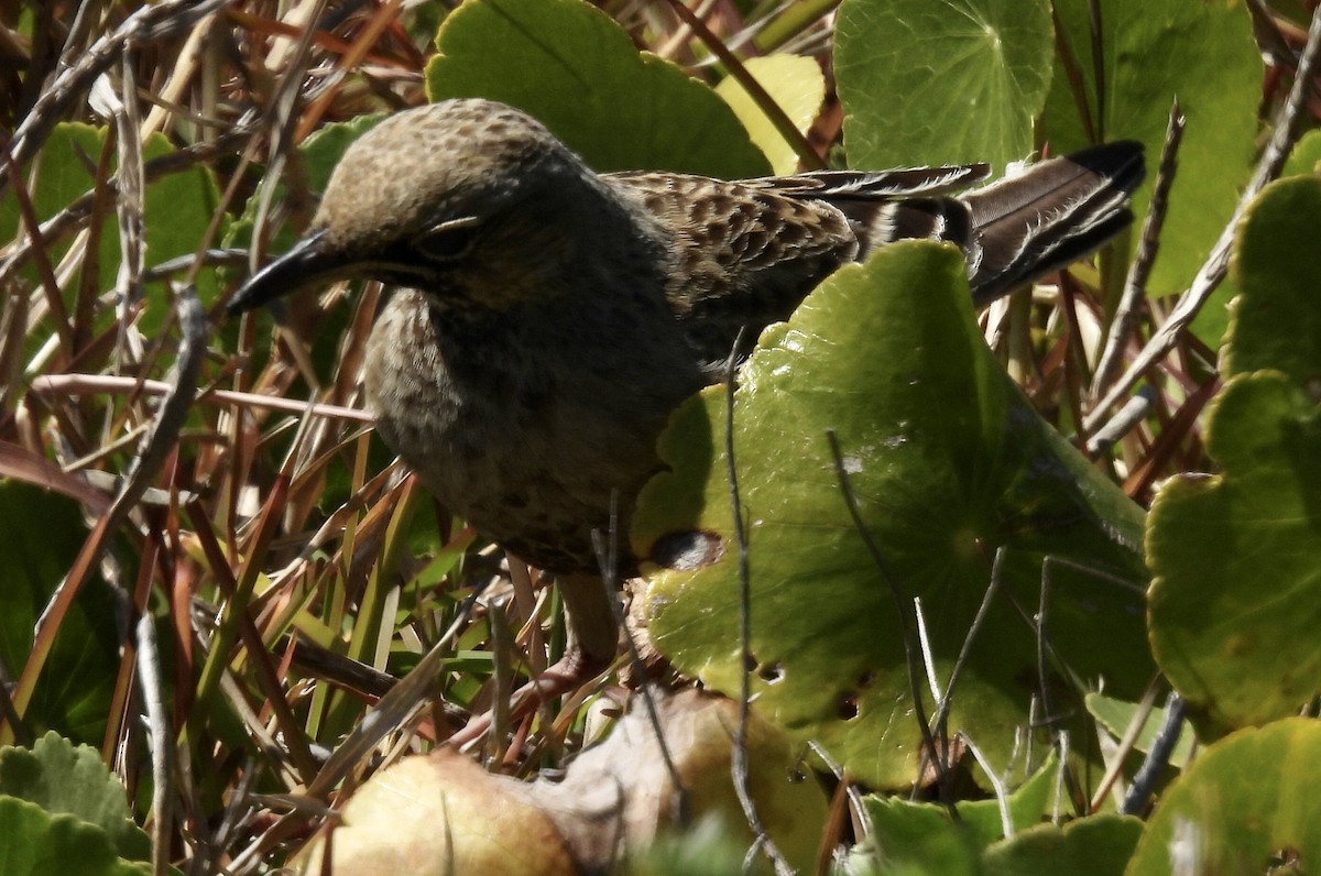 Brown Songlark - ML608671055