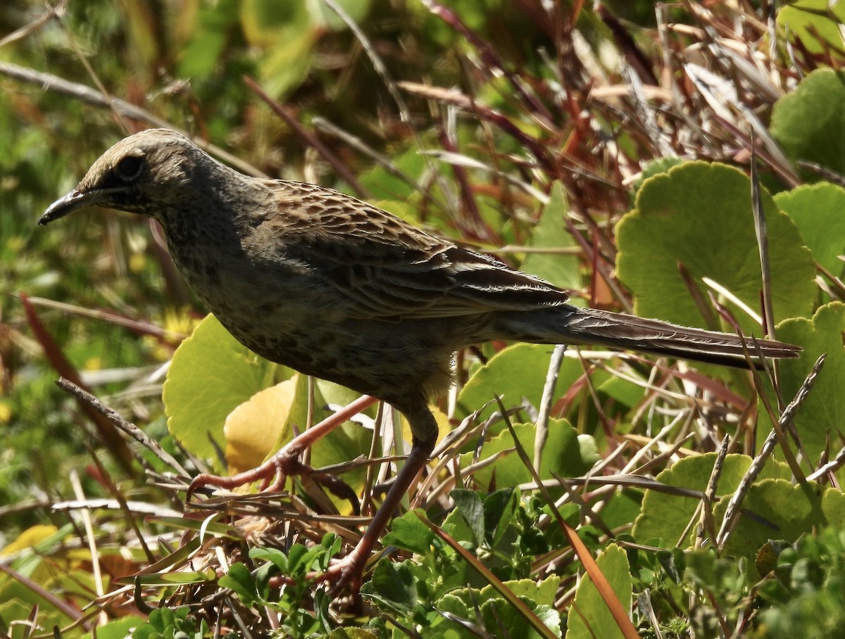 Brown Songlark - ML608671056