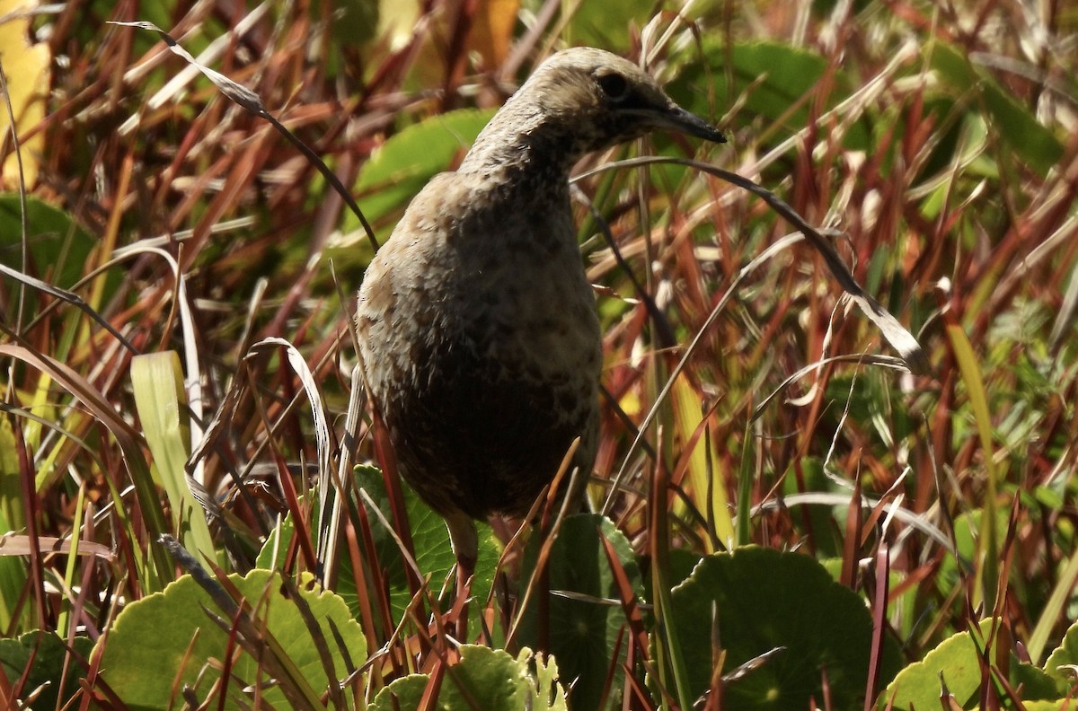 Brown Songlark - ML608671060