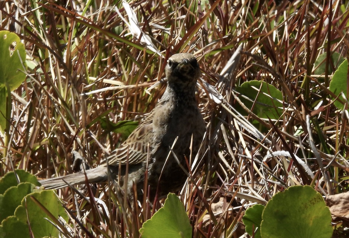 Brown Songlark - ML608671062