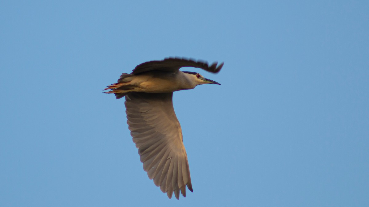 Black-crowned Night Heron - ML608671068