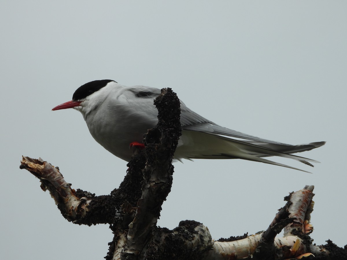 Arctic Tern - ML608671094