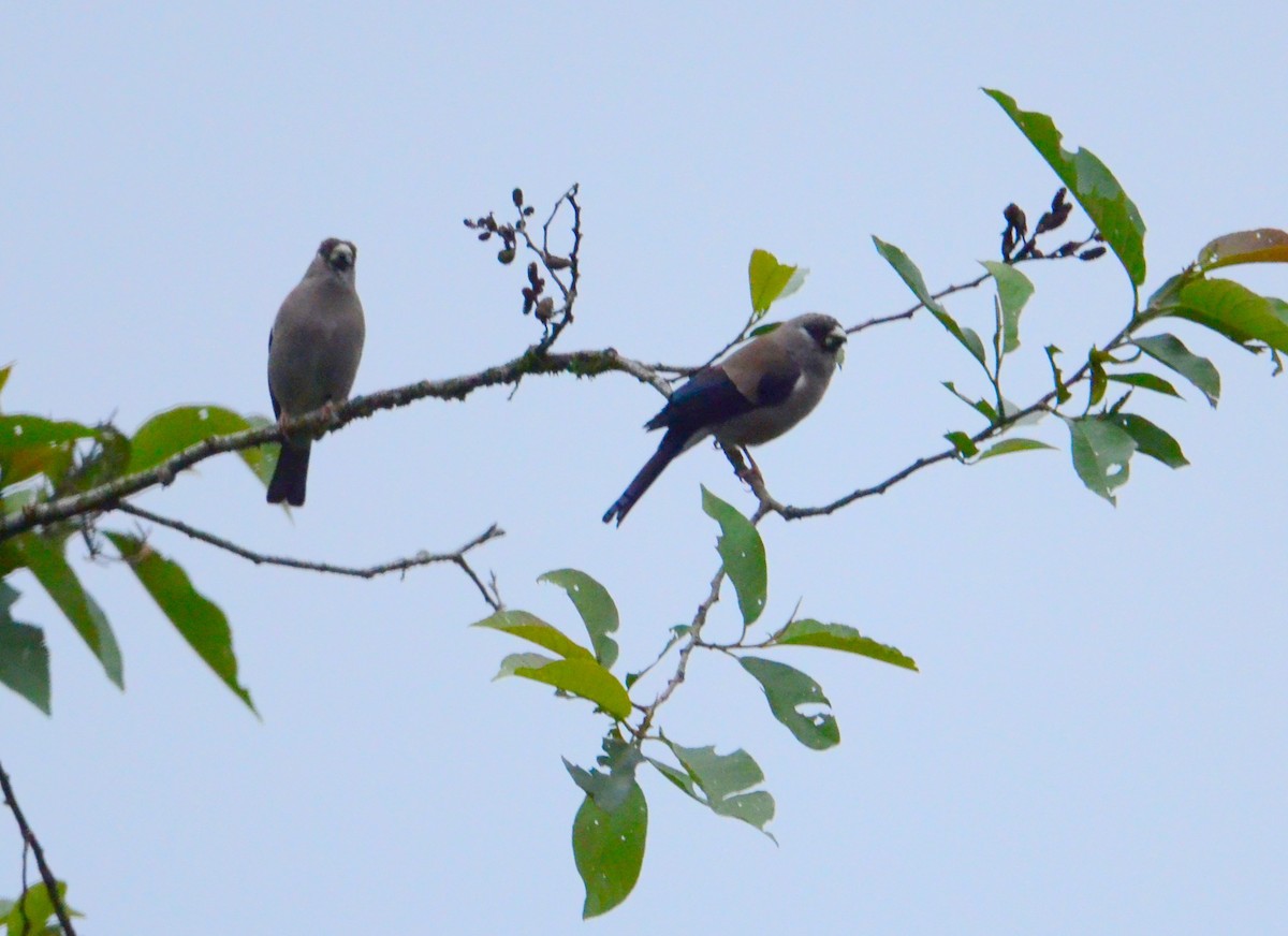 Brown Bullfinch - ML608671098