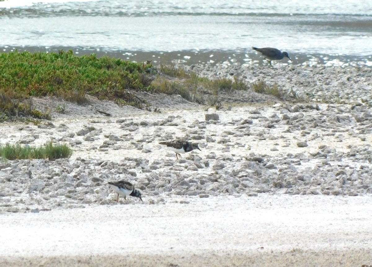 Ruddy Turnstone - ML608671106