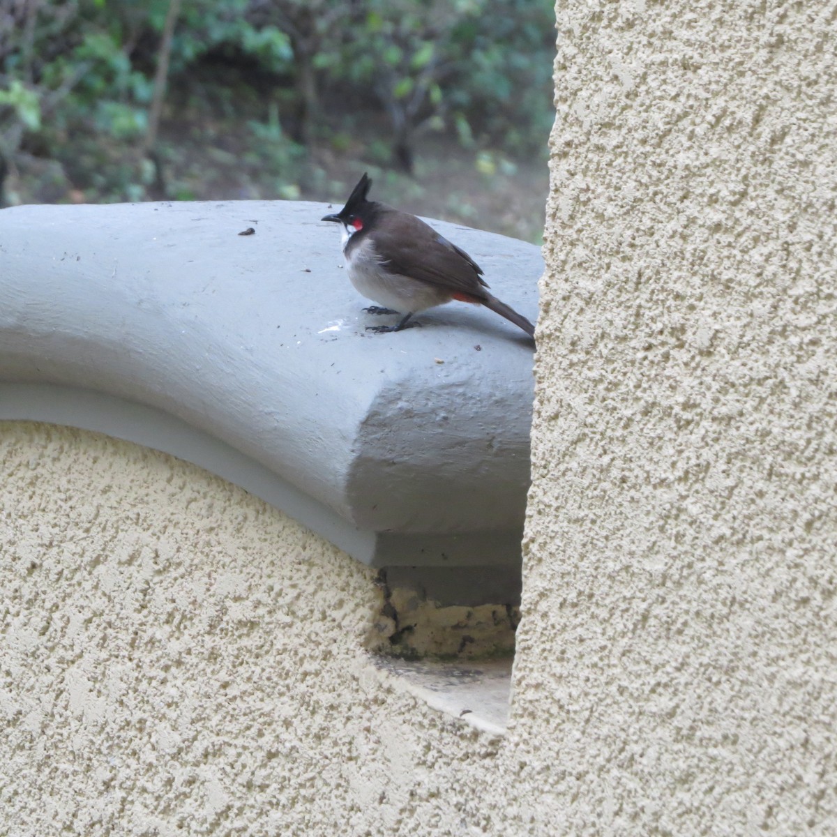 Red-whiskered Bulbul - ML608671115