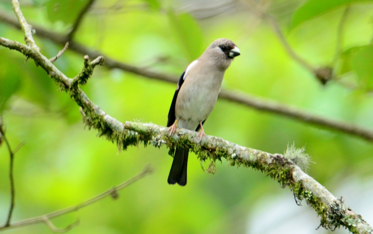 Brown Bullfinch - ML608671121