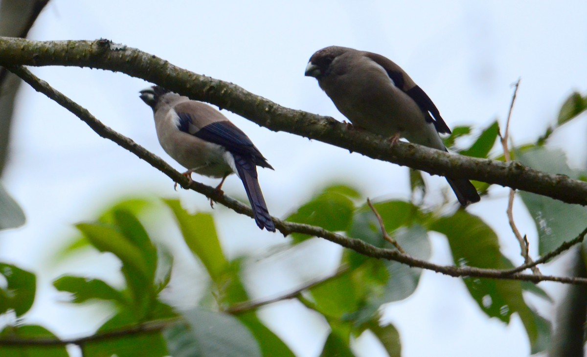 Brown Bullfinch - ML608671128