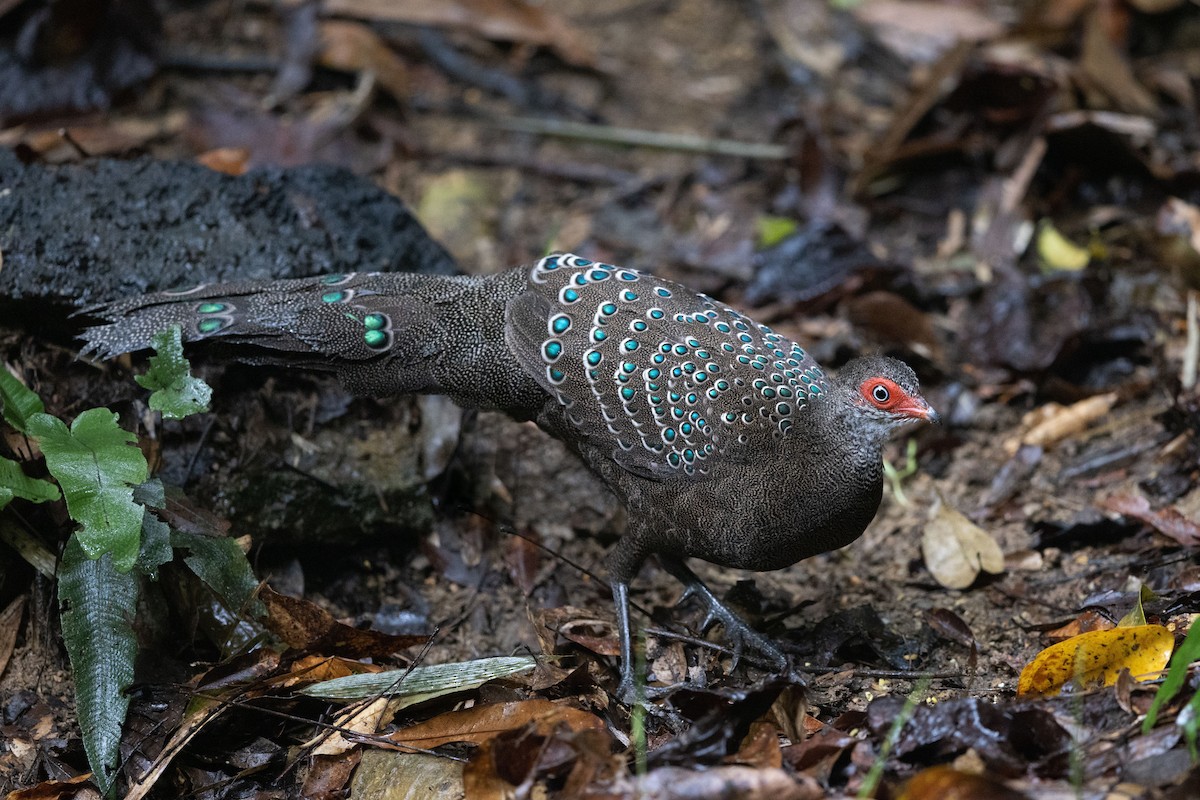 Hainan Peacock-Pheasant - Jun Yang