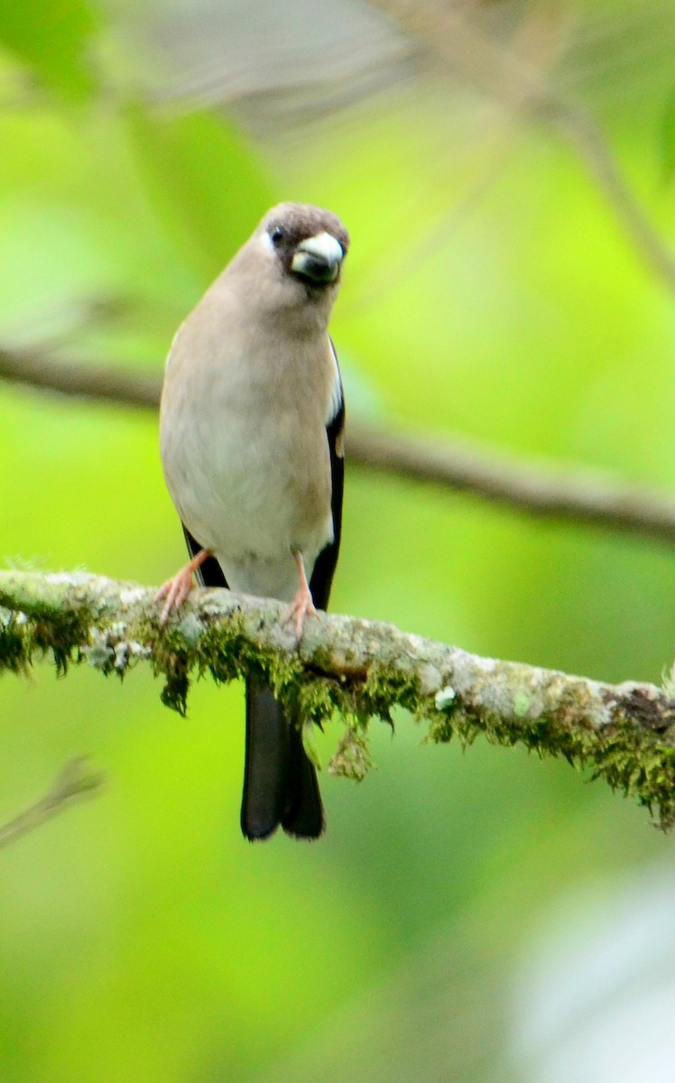 Brown Bullfinch - ML608671141