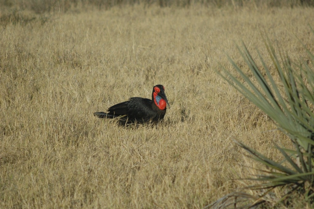 Southern Ground-Hornbill - ML608671142