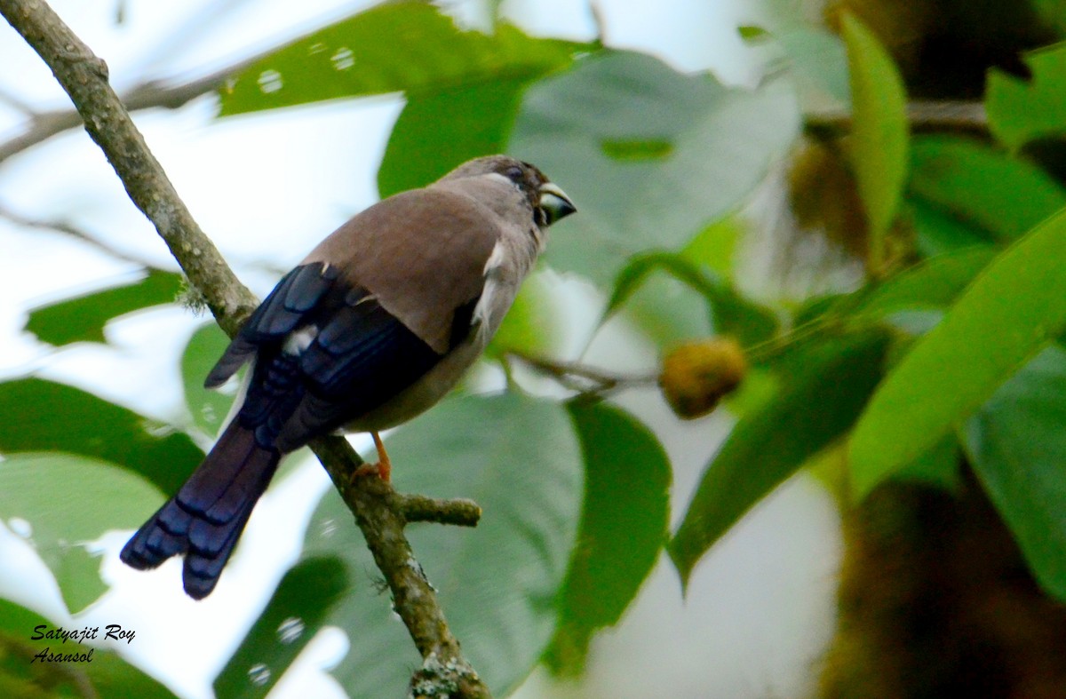 Brown Bullfinch - Satyajit Roy