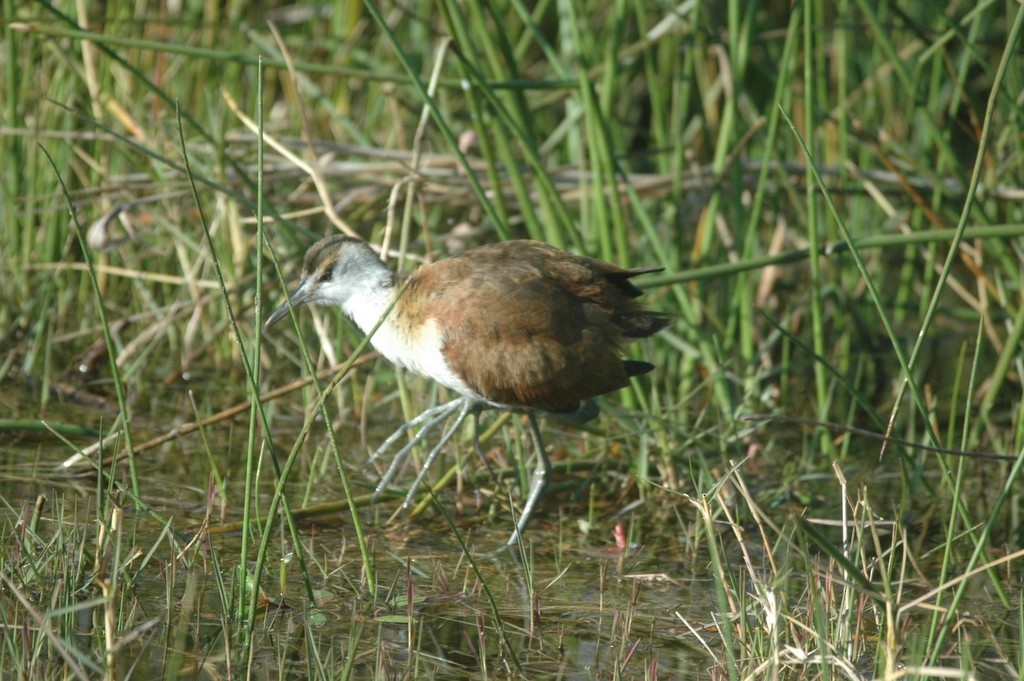 African Jacana - ML608671148