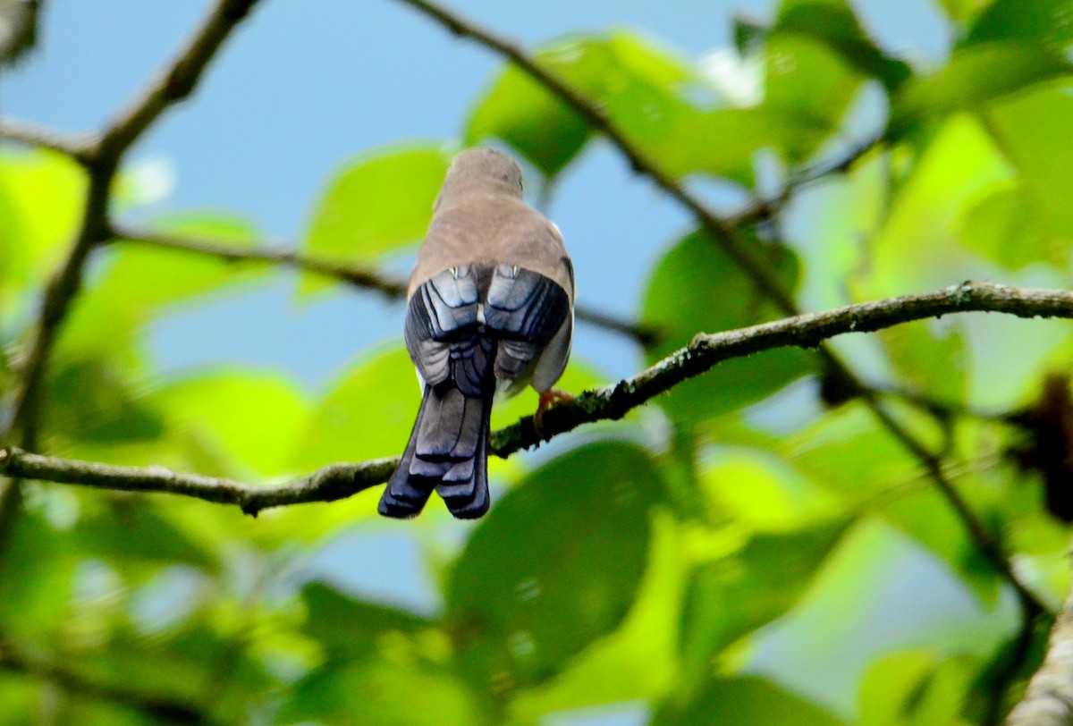 Brown Bullfinch - ML608671149