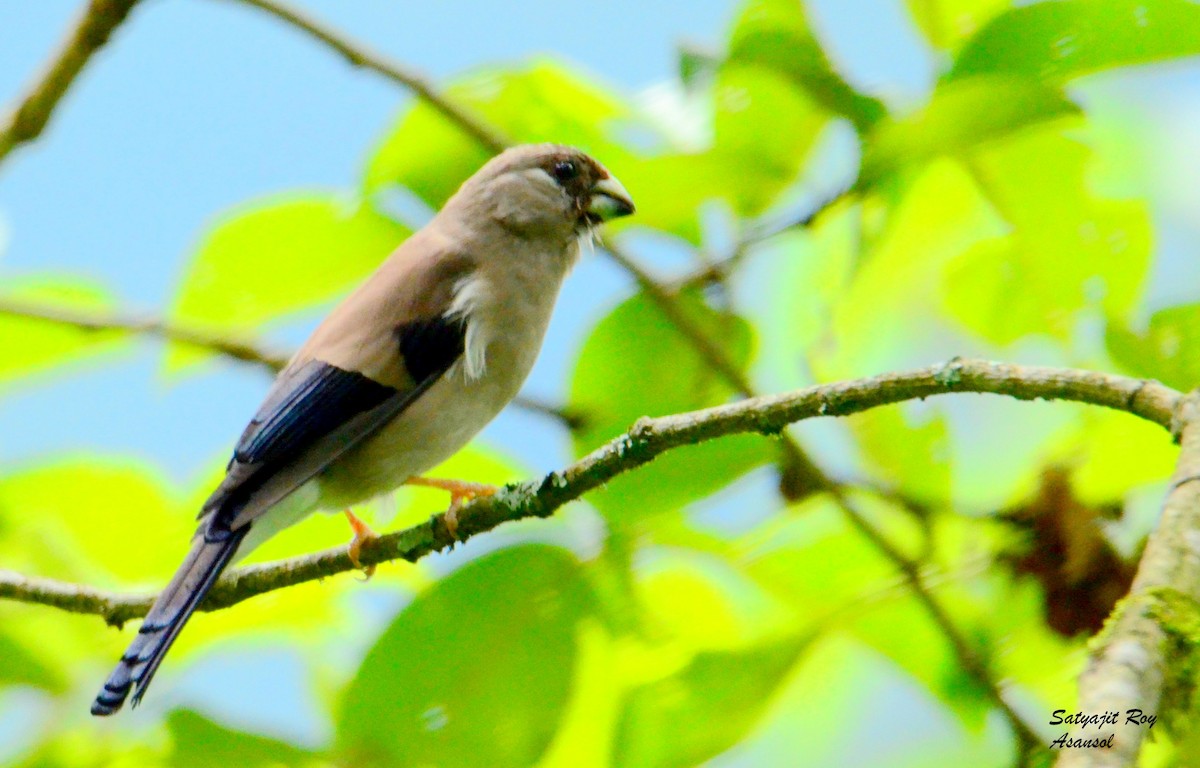 Brown Bullfinch - ML608671159