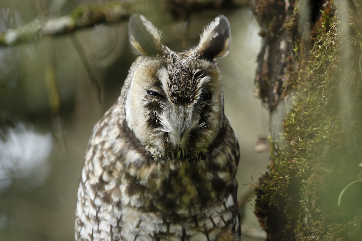 Abyssinian Owl - ML608671238