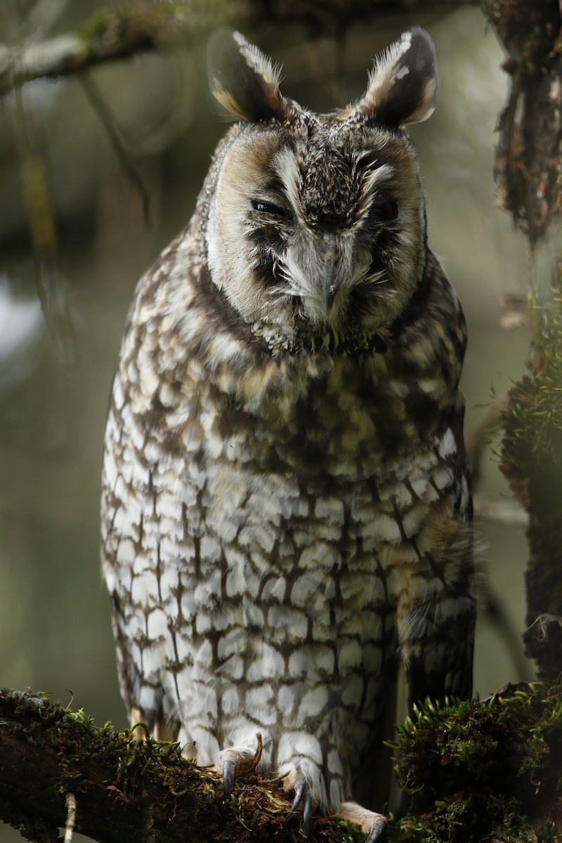 Abyssinian Owl - ML608671240