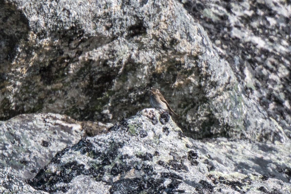 Dark-sided Flycatcher - ML608671298