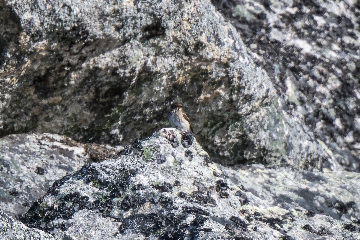 Dark-sided Flycatcher - ML608671299