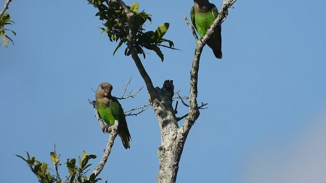 チャガシラハネナガインコ - ML608671301