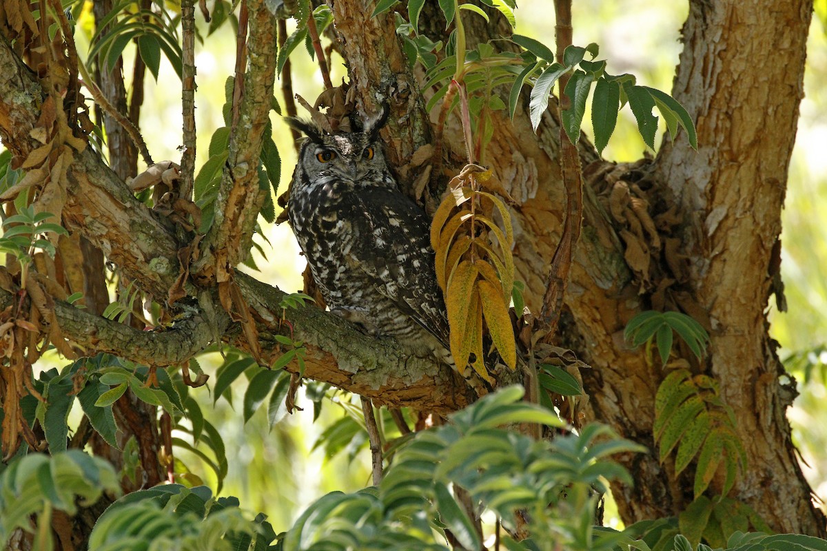 Hibou d'Abyssinie - ML608671383