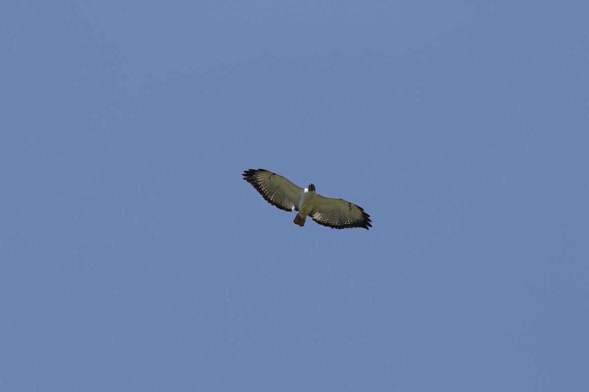 Augur Buzzard - ML608671391