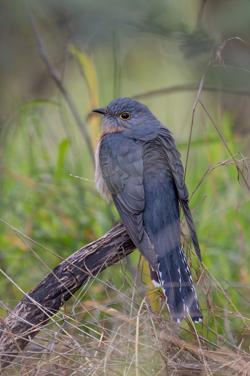 Fan-tailed Cuckoo - ML608671451