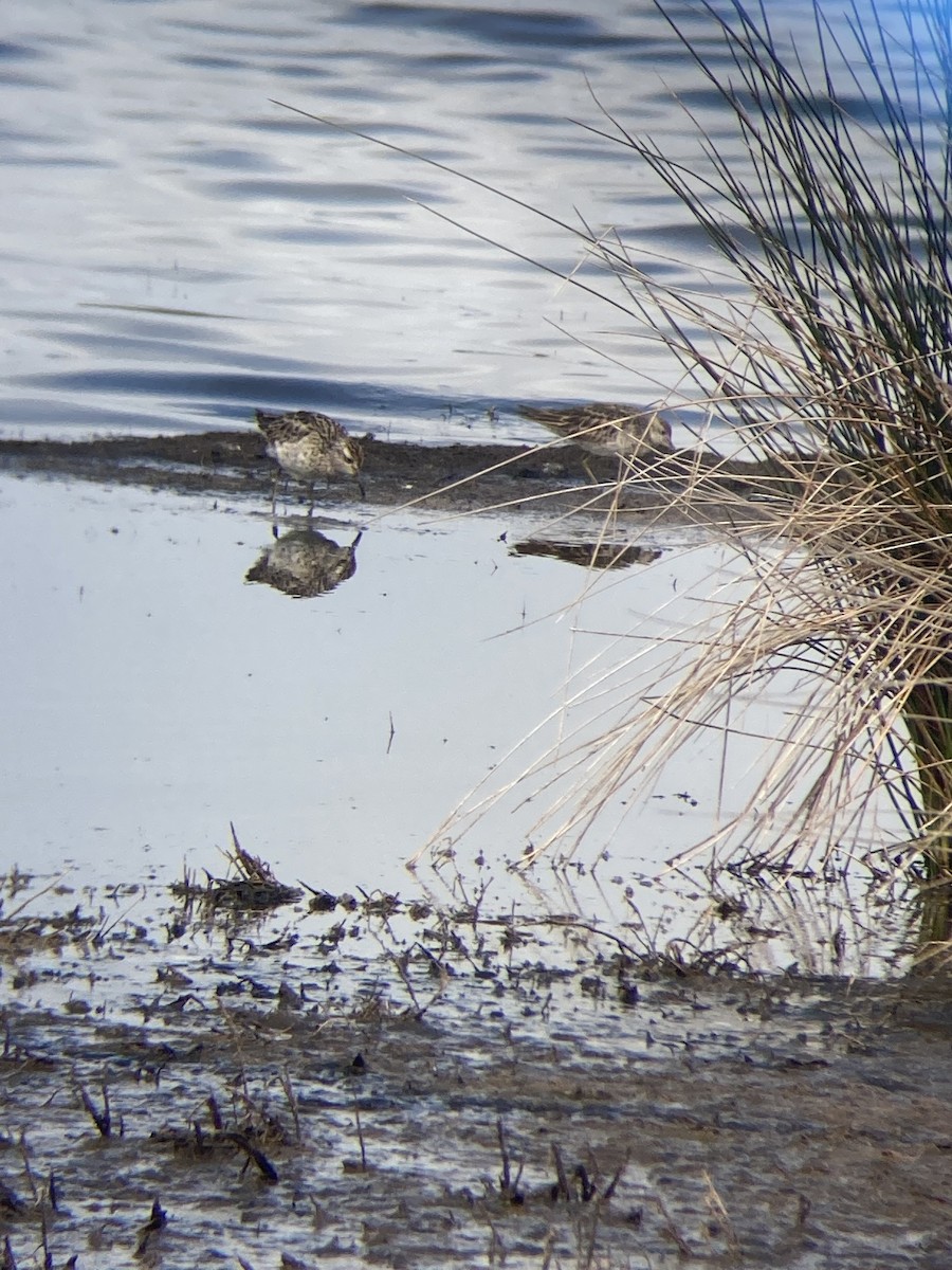 Sharp-tailed Sandpiper - ML608671511