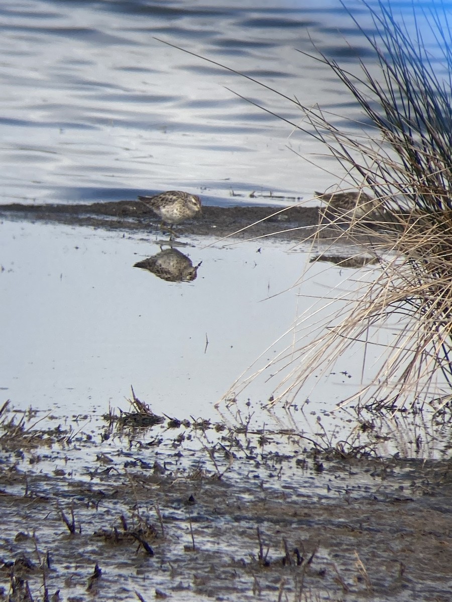 Sharp-tailed Sandpiper - ML608671512