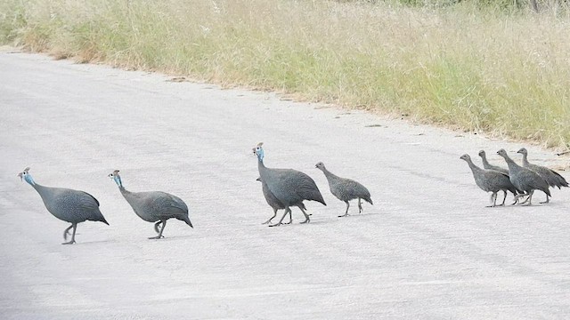 Helmeted Guineafowl - ML608671560