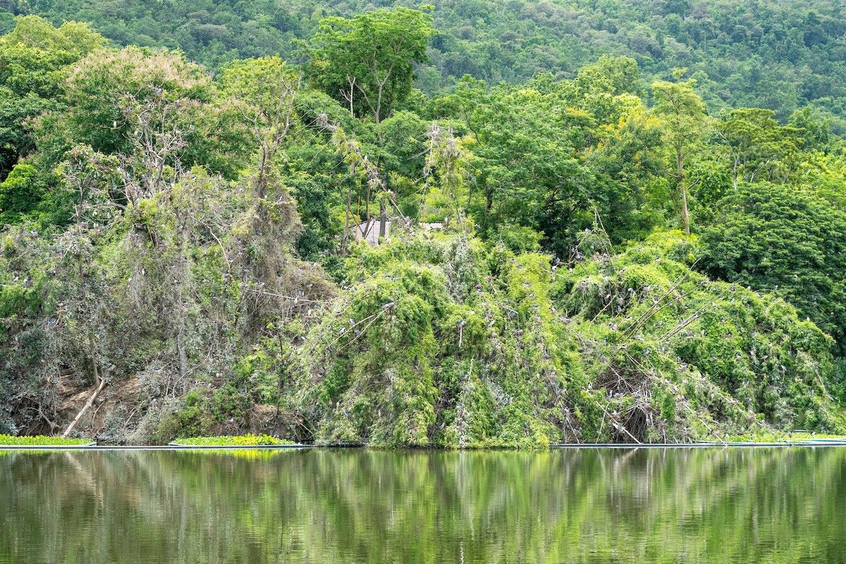 Black-crowned Night Heron - ML608671603