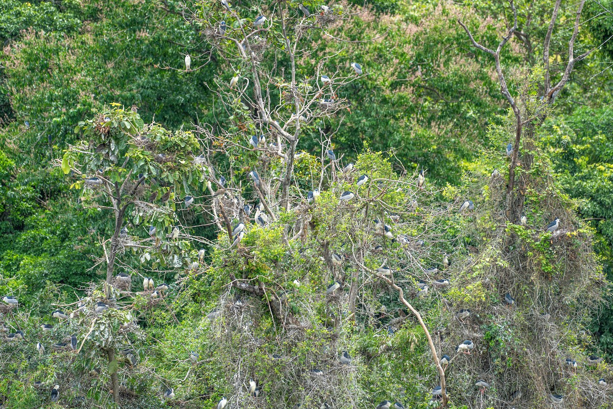 Black-crowned Night Heron - ML608671617