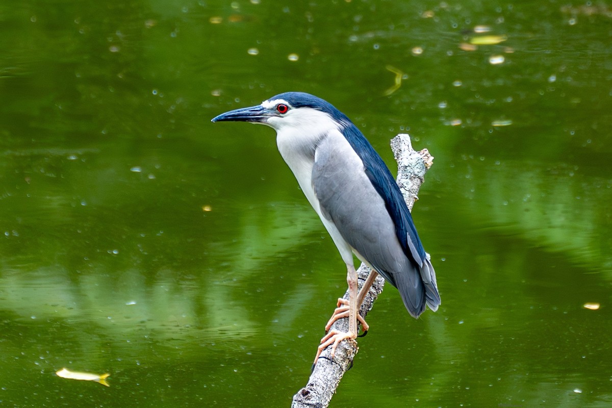 Black-crowned Night Heron - ML608671633