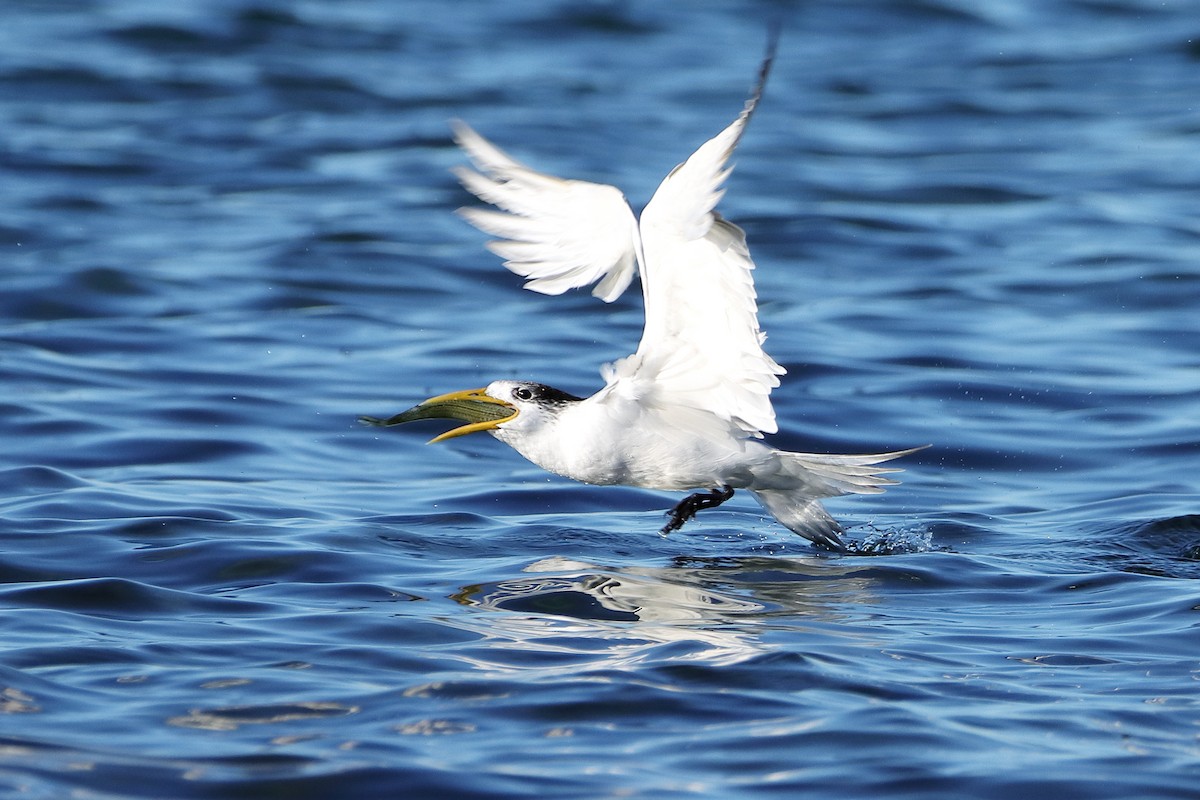 Great Crested Tern - ML608671887