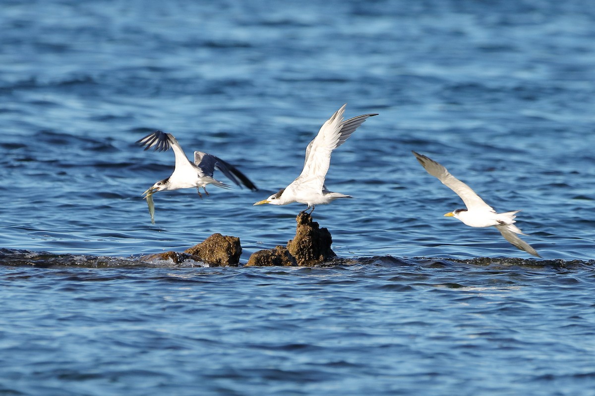 Great Crested Tern - ML608671891