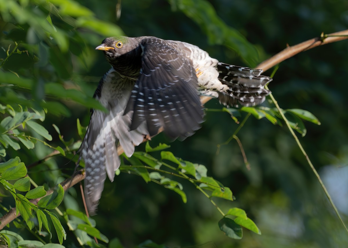 Lesser Cuckoo - ML608671965