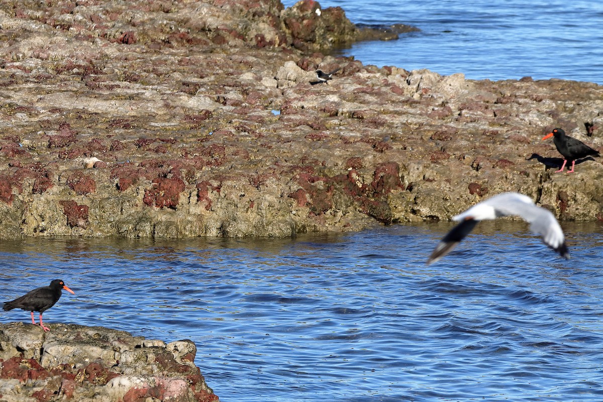 Sooty Oystercatcher - ML608672033