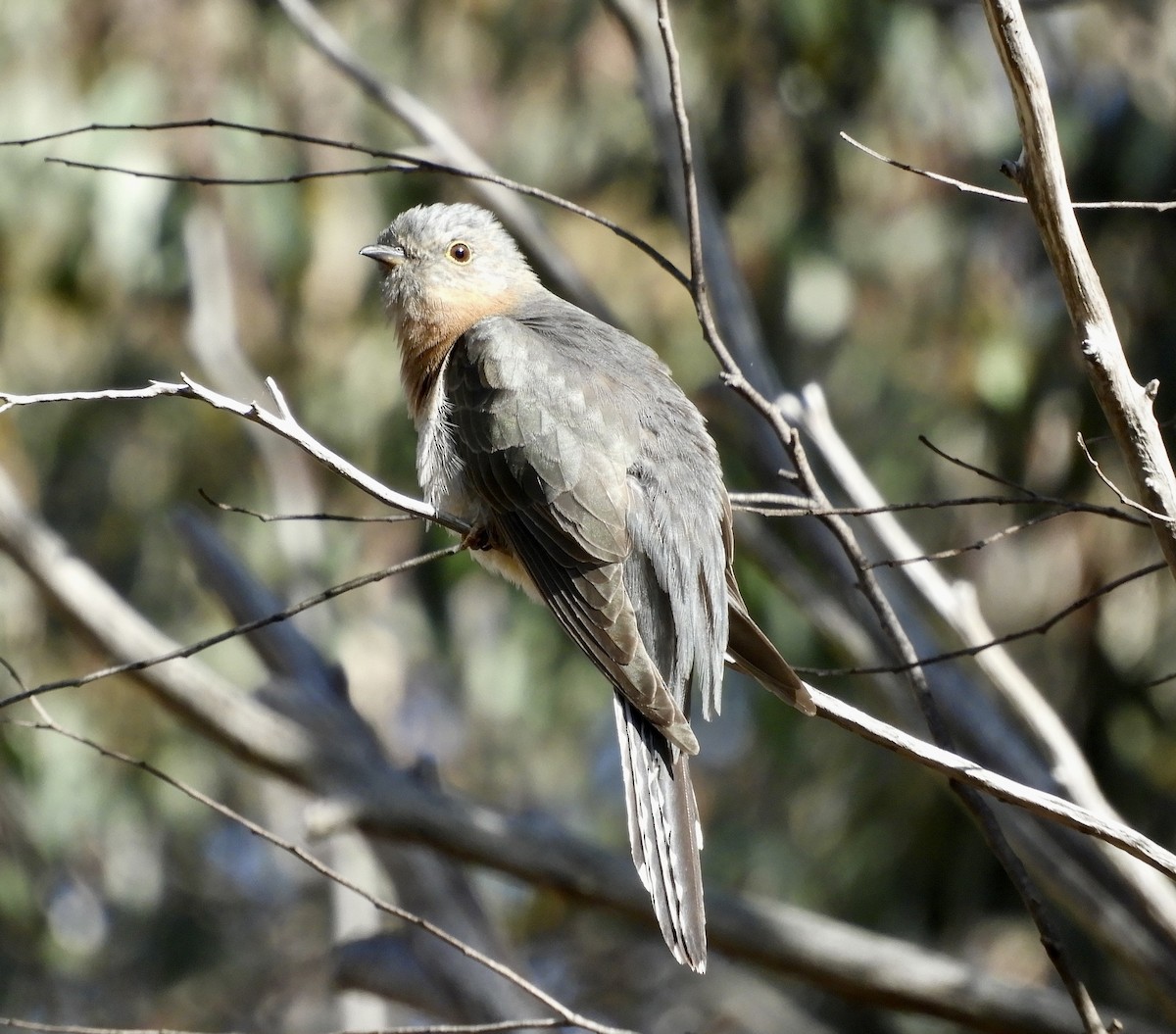 Fan-tailed Cuckoo - Frank Antram