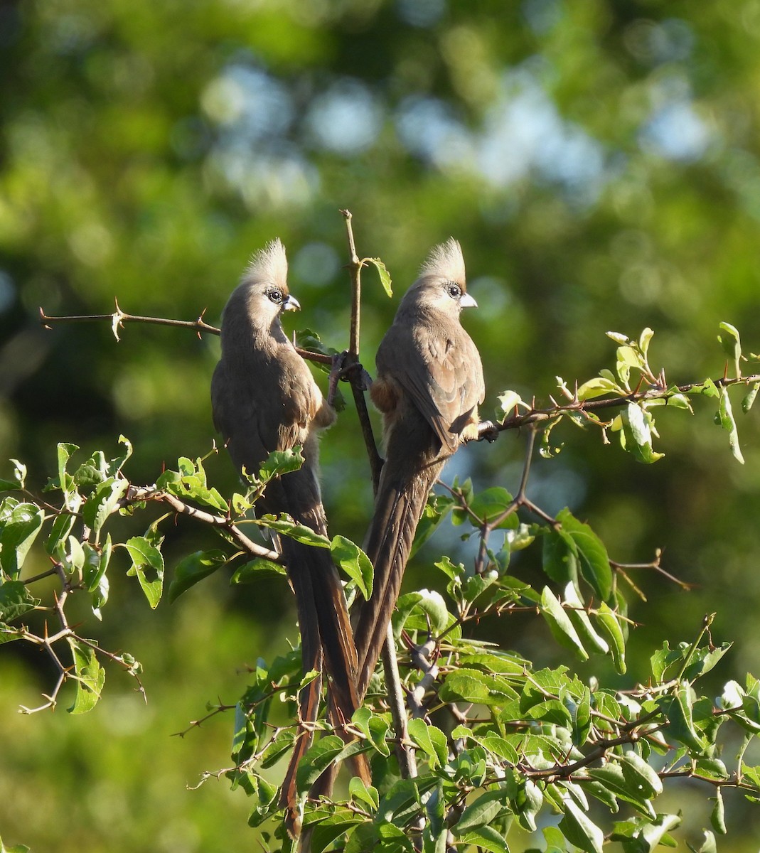 Speckled Mousebird - ML608672109