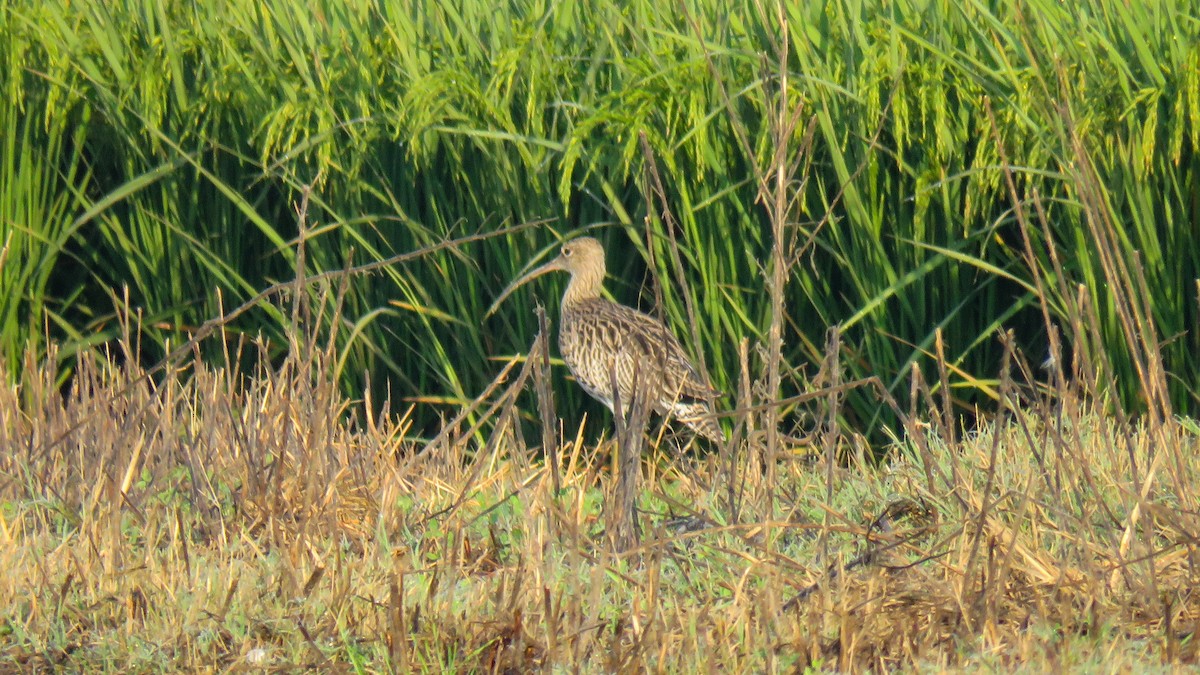Eurasian Curlew - Andres J.S. Carrasco