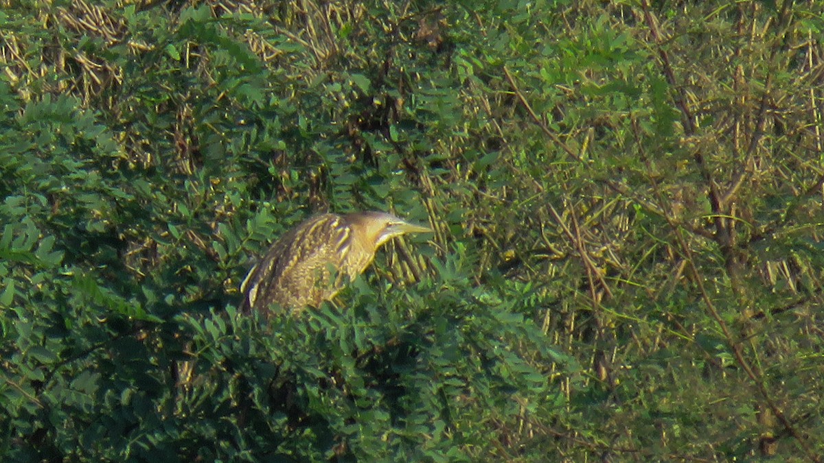 Great Bittern - Andres J.S. Carrasco