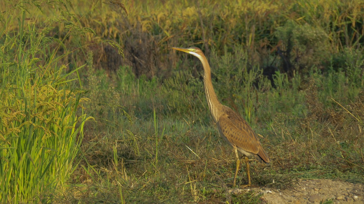 Purple Heron - Andres J.S. Carrasco