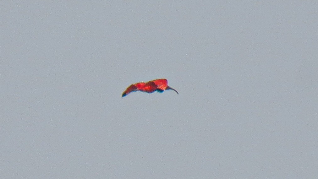 Scarlet Ibis - Andres J.S. Carrasco