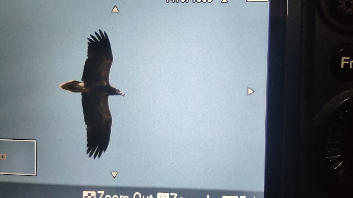 Egyptian Vulture - Irvin Calicut