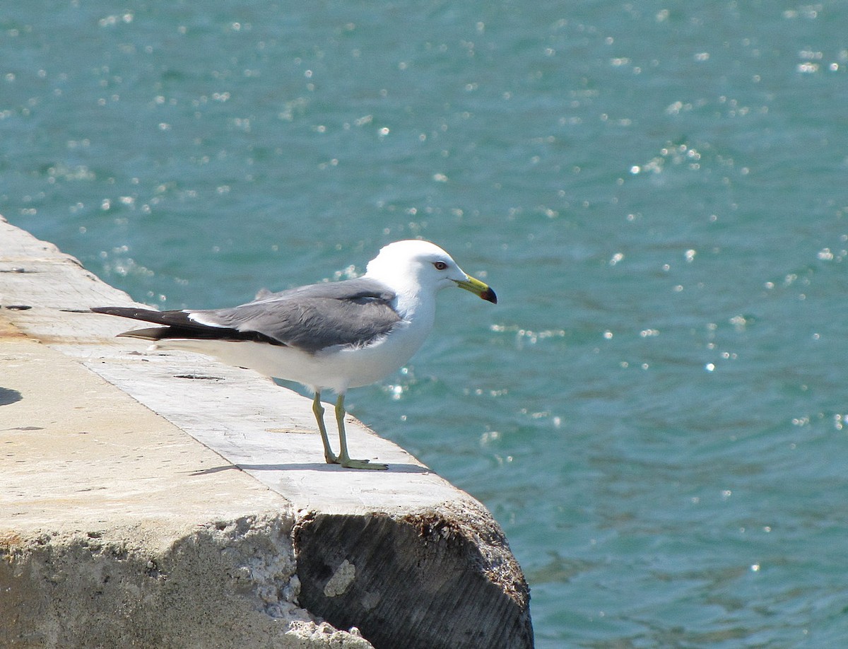 Black-tailed Gull - ML608672198