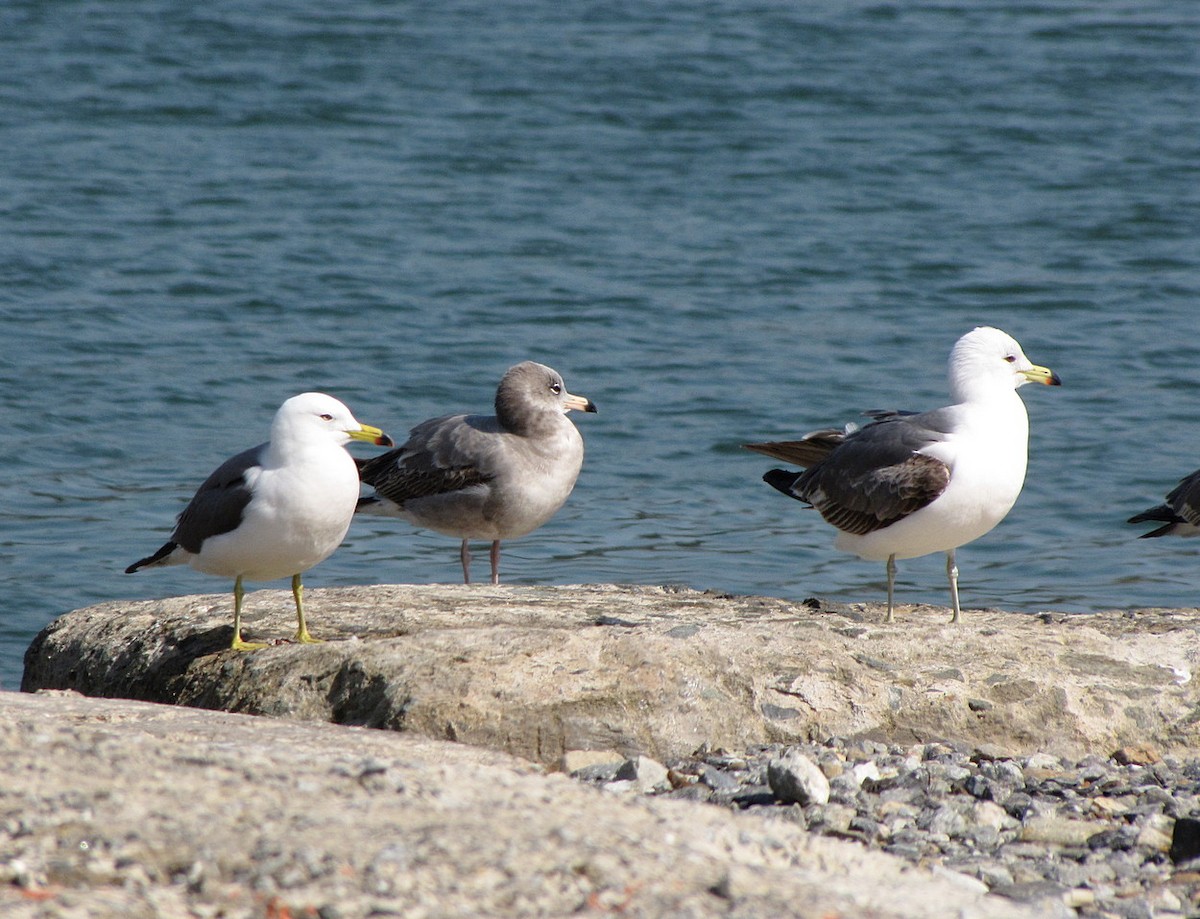 Black-tailed Gull - ML608672201