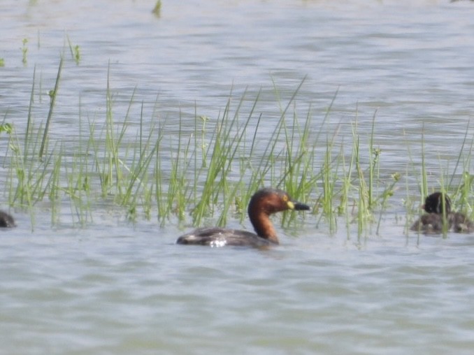 Little Grebe - ML608672301