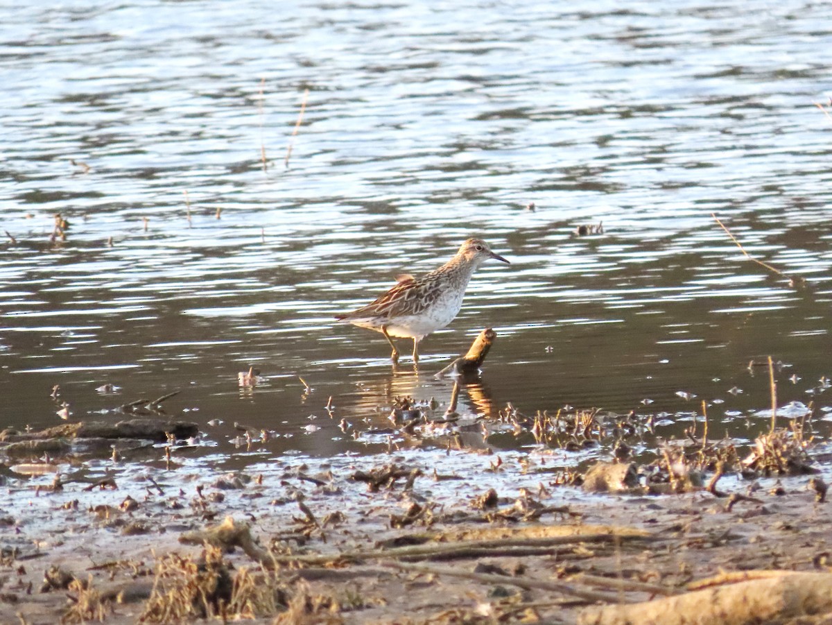 Sharp-tailed Sandpiper - ML608672315