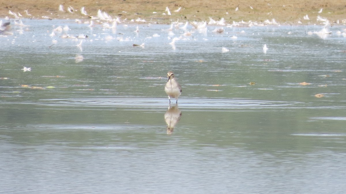 White-rumped Sandpiper - ML608672326